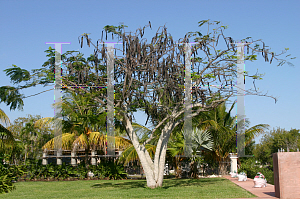 Picture of Delonix regia 