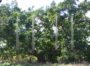 Picture of Ficus altissima 