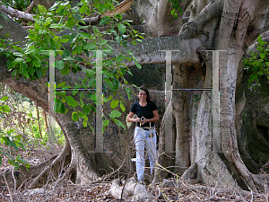 Picture of Ficus altissima 