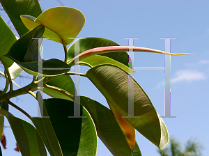 Picture of Ficus elastica 