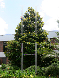 Picture of Magnolia grandiflora 'Glen St. Mary'