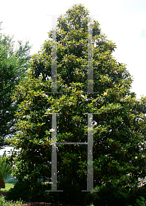 Picture of Magnolia grandiflora 'Glen St. Mary'