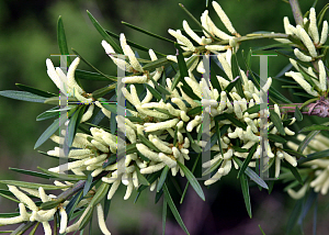 Picture of Podocarpus macrophyllus 