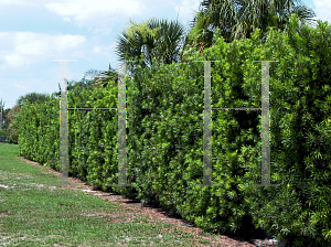 Picture of Podocarpus macrophyllus 