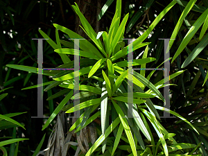 Picture of Podocarpus macrophyllus 