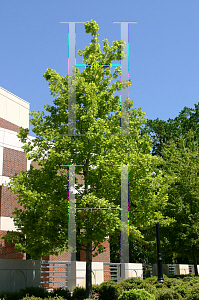 Picture of Quercus austrina 