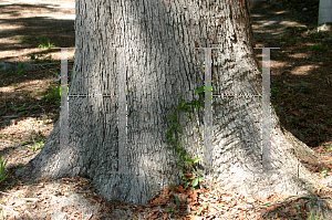 Picture of Quercus austrina 