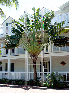 Picture of Ravenala madagascariensis 