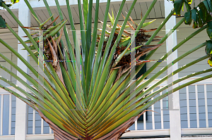 Picture of Ravenala madagascariensis 