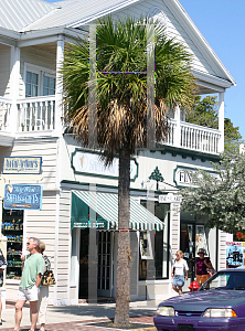Picture of Sabal palmetto 