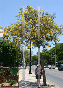 Picture of Tabebuia caraiba 