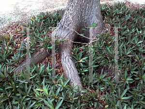 Picture of Terminalia bucidifolia 