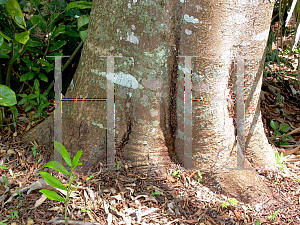 Picture of Terminalia bucidifolia 