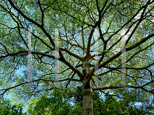 Picture of Terminalia bucidifolia 