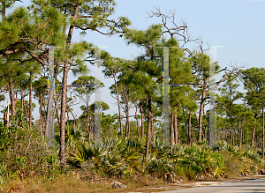 Picture of Thrinax radiata 