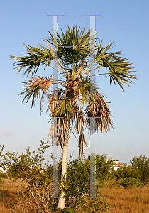 Picture of Thrinax radiata 