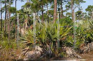 Picture of Thrinax radiata 