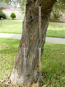 Picture of Angophora hispida 