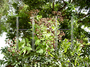 Picture of Angophora hispida 