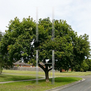 Picture of Angophora hispida 