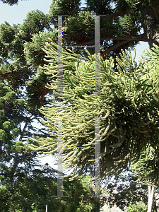 Picture of Araucaria cunninghamii 