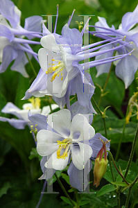 Picture of Aquilegia x hybrida 'McKana's Giant'