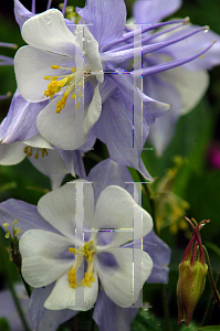 Picture of Aquilegia x hybrida 'McKana's Giant'