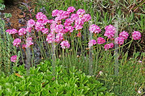 Picture of Armeria maritima 