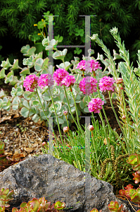 Picture of Armeria maritima 