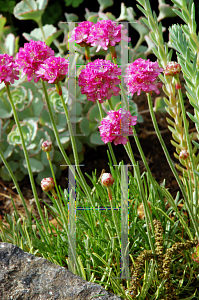 Picture of Armeria maritima 