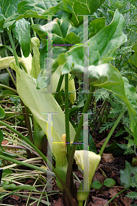 Picture of Arum italicum 'Pictum'