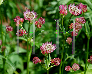 Picture of Astrantia major 'Rosensymphonie'