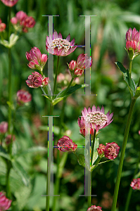 Picture of Astrantia major 'Rosensymphonie'