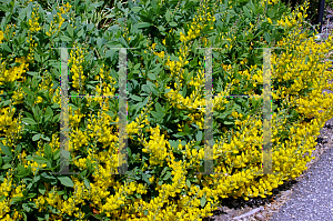 Picture of Baptisia sphaerocarpa 