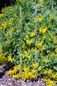 Picture of Baptisia sphaerocarpa 