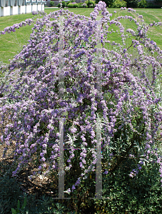 Picture of Buddleia alternifolia 