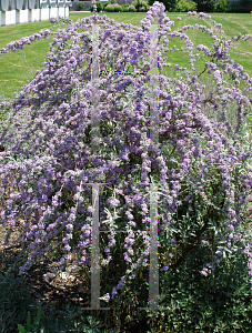 Picture of Buddleia alternifolia 