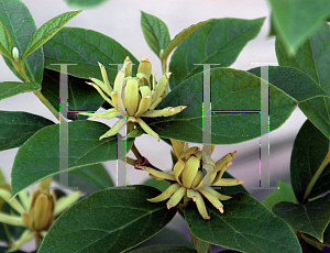 Picture of Calycanthus floridus 'Athens'