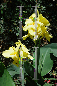 Picture of Canna x generalis 'Conestoga'