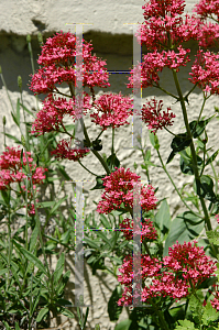 Picture of Centranthus ruber 