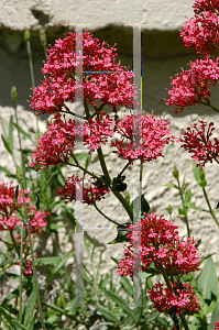 Picture of Centranthus ruber 