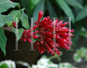 Picture of Cestrum fasciculatum 'Newellii'