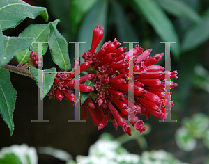 Picture of Cestrum fasciculatum 'Newellii'