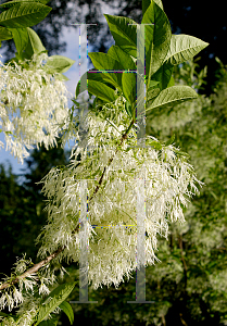 Picture of Chionanthus virginicus 