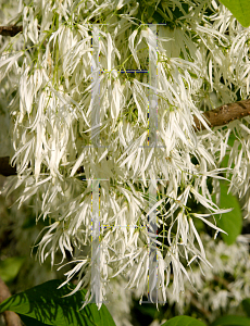 Picture of Chionanthus virginicus 