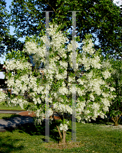 Picture of Chionanthus virginicus 