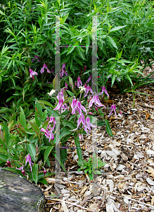 Picture of Clematis integrifolia 'Hanajina'