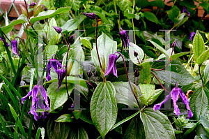 Picture of Clematis integrifolia 