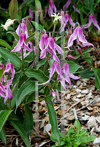 Picture of Clematis integrifolia 'Hanajina'