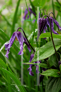 Picture of Clematis integrifolia 